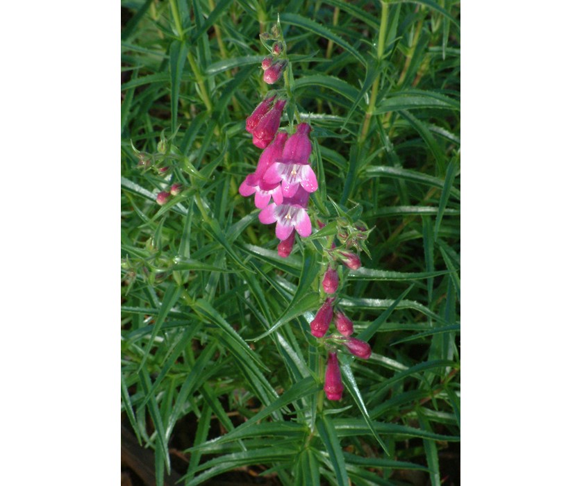 Shadow Mountain Penstemon